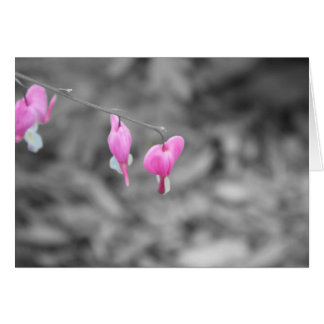 Blutende Herzen Door County