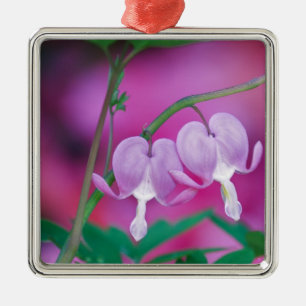 Blutende Herzen verbinden sich im Garten. Credit Ornament Aus Metall