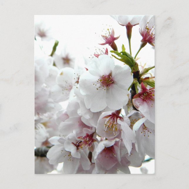 Blütenfeder Postkarte (Vorderseite)
