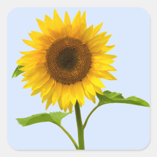 Blütengelbe Sonnenblume, Blume Liebe Quadratischer Aufkleber