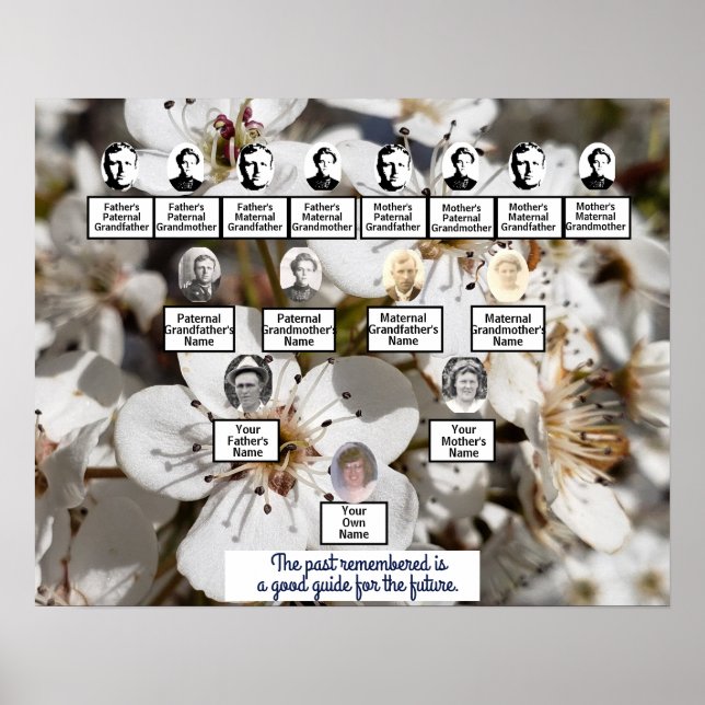 Blütengewächse Foto Familienbaumposter Poster (Vorne)