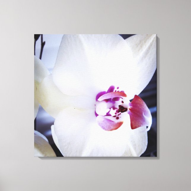 Blütenkanvas, weißer Orchid Leinwanddruck (Vorderseite)