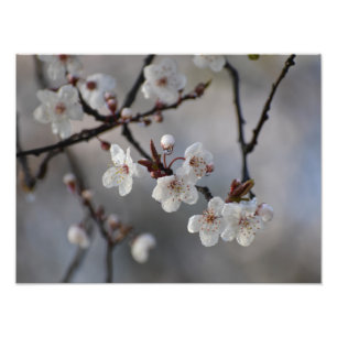 BlütenKirschbaum  Fotodruck