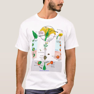 Blütenpflanze Angiospermen Lebenszyklus Diagramm C T-Shirt