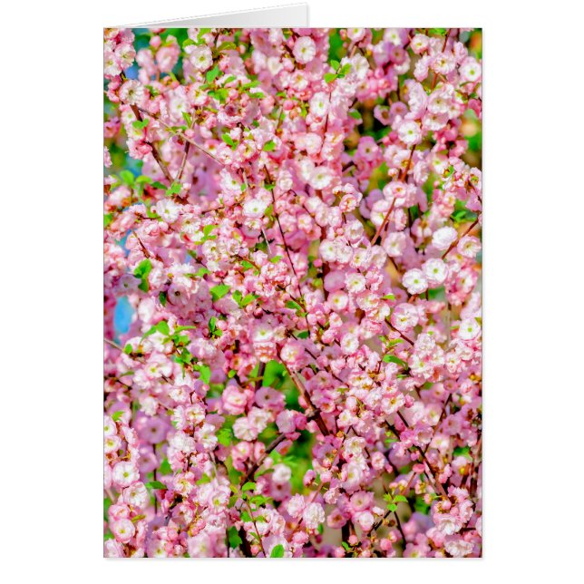 Blütenplatte (Vorne)