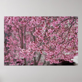 Blütenposter mit rosa japanischen Kirschblüten Poster