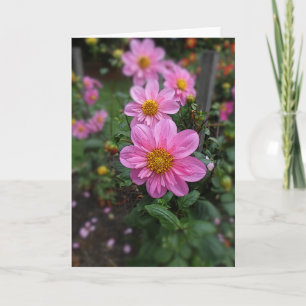 Blütenrosa Dahlias Dankeskarte