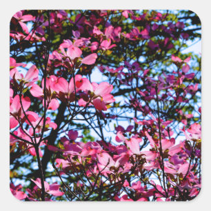 Blütenrosa Dogwood Quadratischer Aufkleber