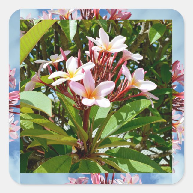 Blütenrosa Frangipani Tree Quadratischer Aufkleber (Vorderseite)