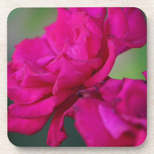 Blütenrosa Rose Getränkeuntersetzer (Vorderseite)