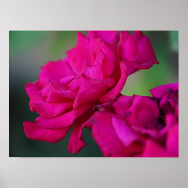 Blütenrosa Rose Poster (Vorne)