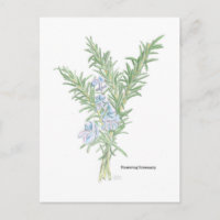 Blütenrosemary