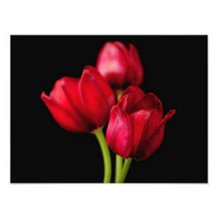 Blütenrote Tulips auf schwarzem Hintergrund, kund Fotodruck