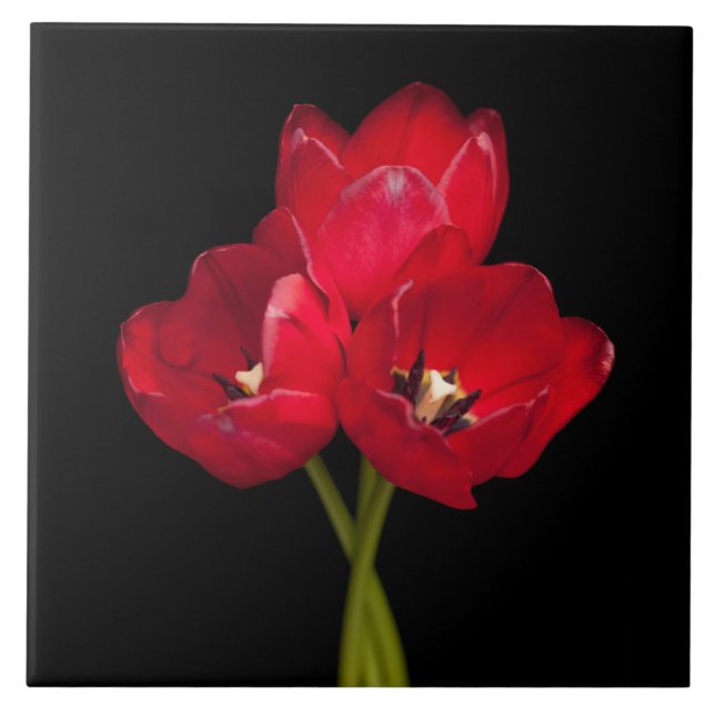 Blütenrote Tulips auf schwarzem Hintergrund, kunde Fliese (Vorderseite)
