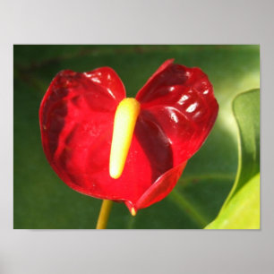 Blütenschweif-Blumen-Druck Poster