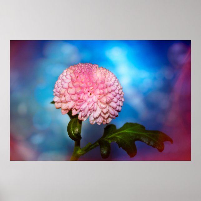 Blütenzauber Poster (Vorne)