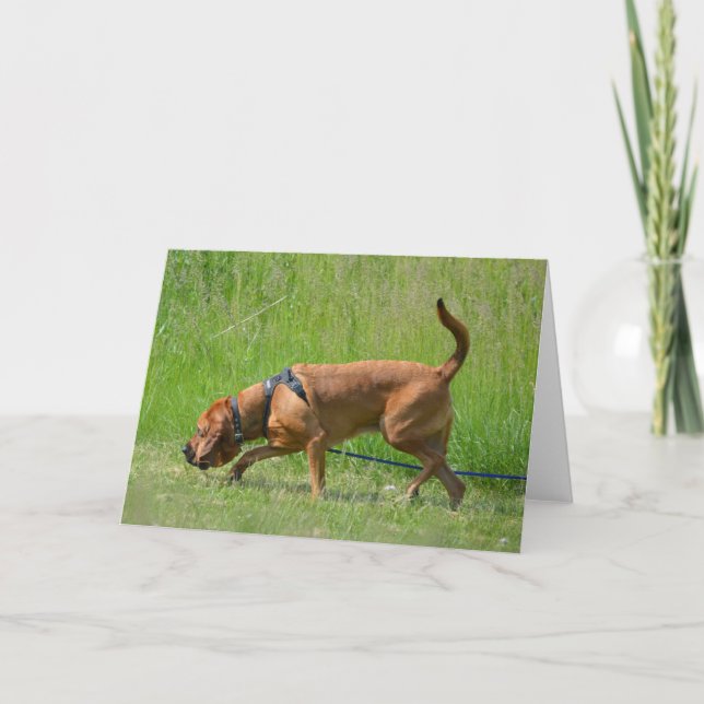 Blutfunde Tracking Hund Fotografy Grußkarte Karte (Vorderseite)
