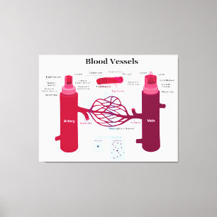 Blutgefäß-Arterien-Kapillarader-Diagramm Leinwanddruck