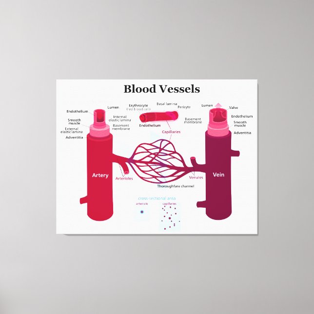 Blutgefäße Arterien Kapillaren Venen Diagramm Leinwanddruck (Vorderseite)