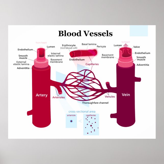 Blutgefäße Arterien Kapillaren Venen Diagramm Poster (Vorne)
