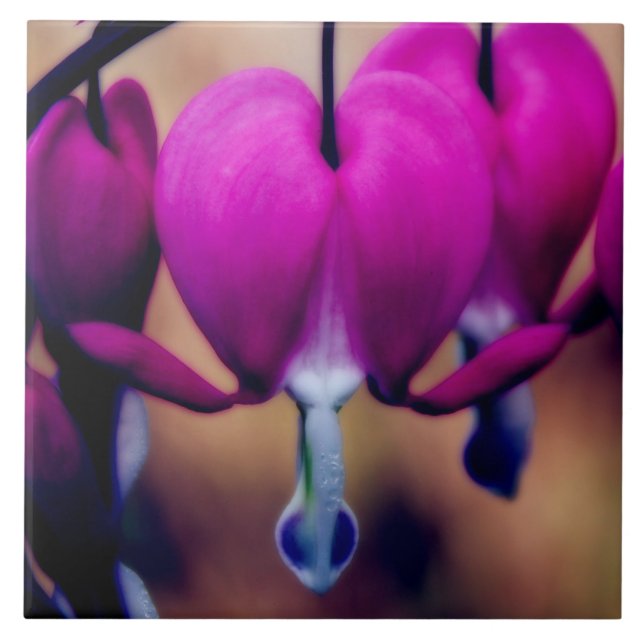 Bluthochdruck Rosa Blutungen Herz Fliese (Vorderseite)