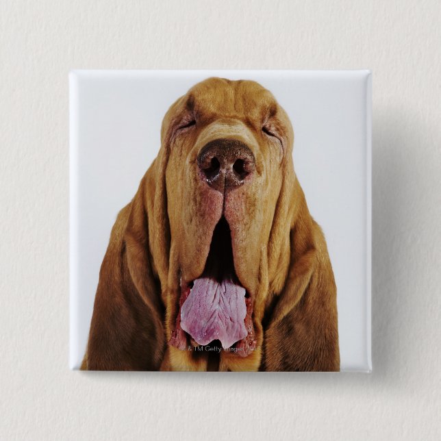 Bluthund (Jagdhund St. Hubert) mit geschlossenen Button (Vorderseite)