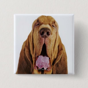 Bluthund (Jagdhund St. Hubert) mit geschlossenen Button