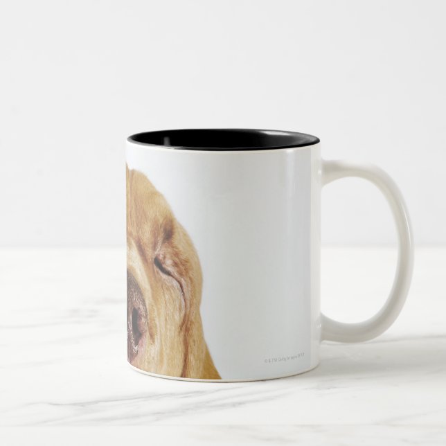 Bluthund (Jagdhund St. Hubert) mit geschlossenen Zweifarbige Tasse (Rechts)