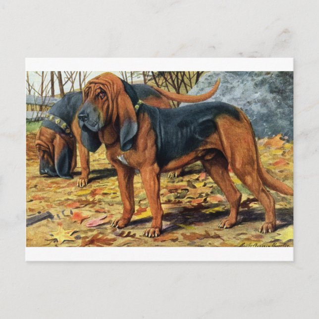 Bluthund Postkarte (Vorderseite)
