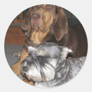 Bluthund-und Zwergschnauzer-Aufkleber Runder Aufkleber