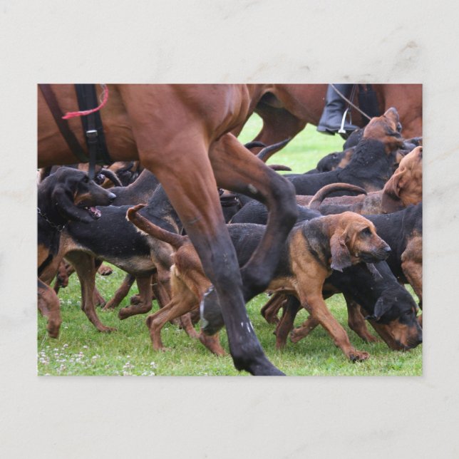 Bluthunde Postkarte (Vorderseite)