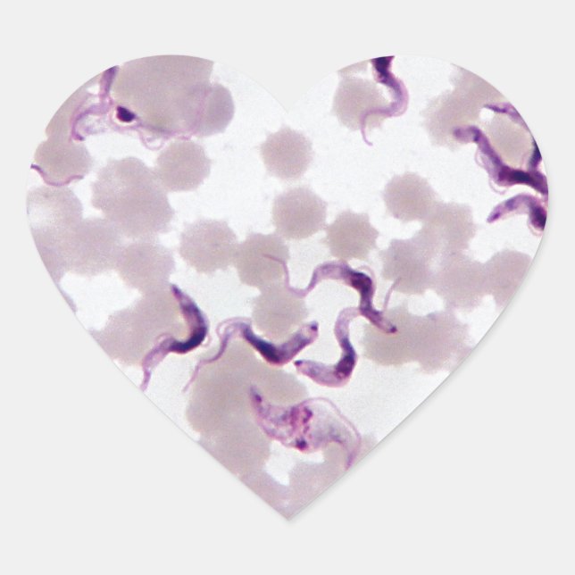 Blutparasit Trypanosoma Herz-Aufkleber (Vorderseite)