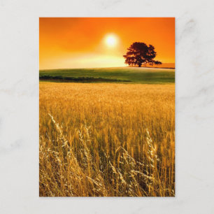 Blutroter Sonnenuntergang Postkarte