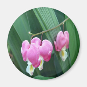 Blutungen Herz Magnet