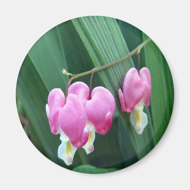 Blutungen Herz Magnet (Vorne)