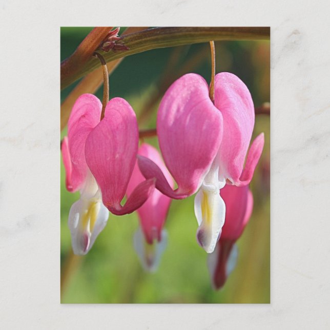 Blutungen Herz Postkarte (Vorderseite)