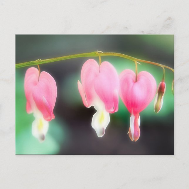 Blutungen Herzen Postkarte (Vorderseite)