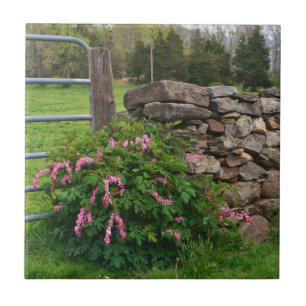 Blutungen Herzkranz Fliese