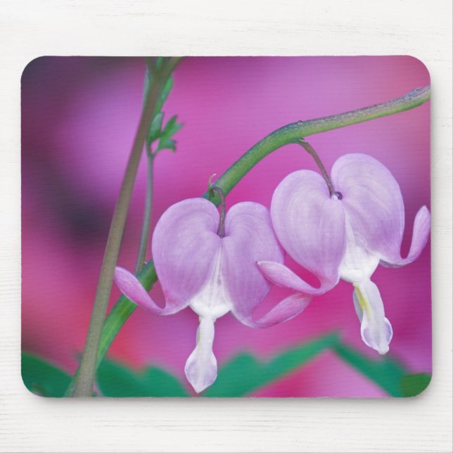 Blutungen im Garten verbinden die Herzen. Kredit Mousepad (Vorne)