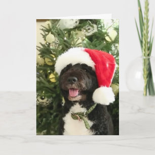 Bo gewartet für Santa - Grußkarte Feiertagskarte