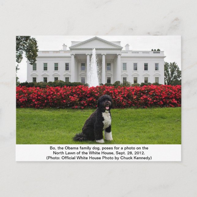 Bo- La carte postale du chien de la famille Obama (Devant)