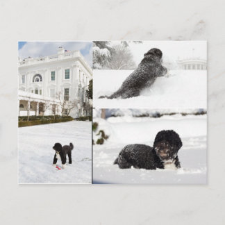 Bo "Le chien de la famille Obama" dans la carte po