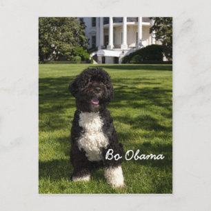 Bo Obama Postkarte