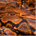 Boa Constrictor Fotoskulptur Ornament<br><div class="desc">Nicht sicher, ob es sich um einen Python oder einen Boa... Aber ich bin hübsch sicher, dass es ein Boa ist. In beiden Fällen ist es eine sehr coole Schlangenhaut.</div>