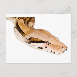 Boa Constrictor Postkarte