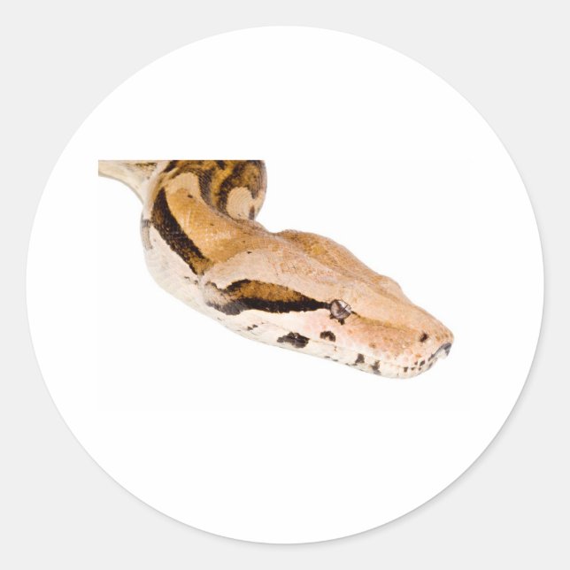 Boa Constrictor Runder Aufkleber (Vorderseite)