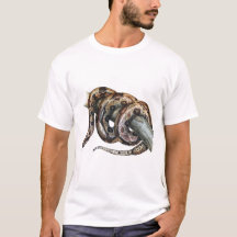 Boa constrictor