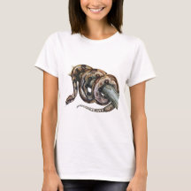 Boa constrictor