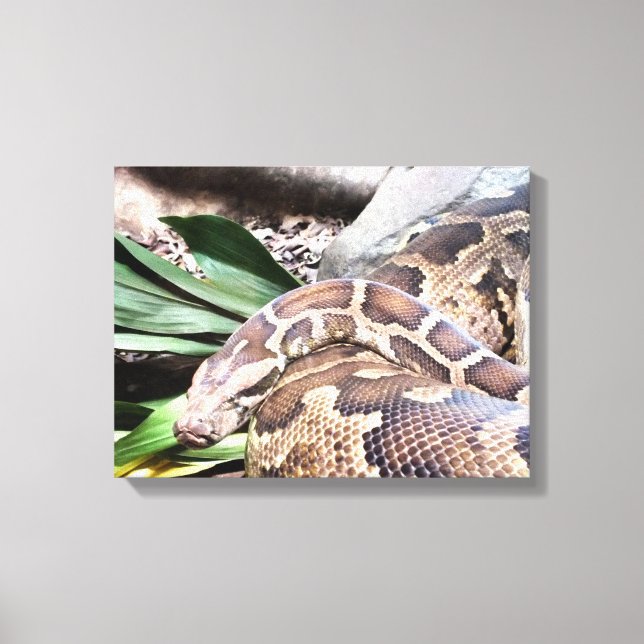 Boa Constriktion Reptil Leinwanddruck (Vorderseite)