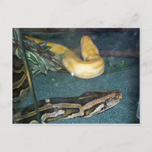 Boa Couple, 1 Postkarte